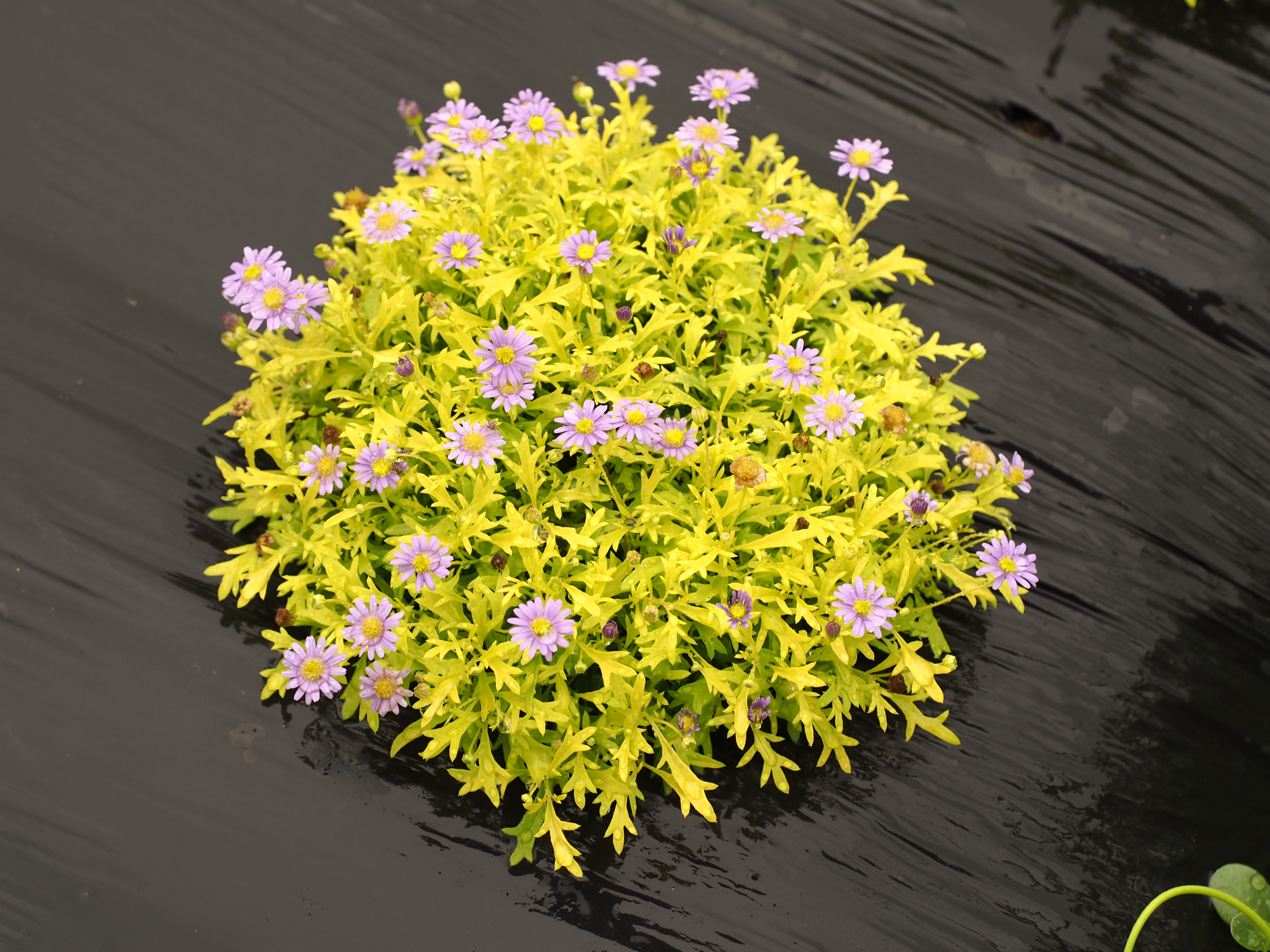 Brachyscome multifida ‘Goldmat’